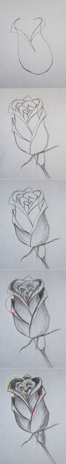 Как нарисовать розу карандашом | Рисуй с удовольствием:: Рисуем карандашом
