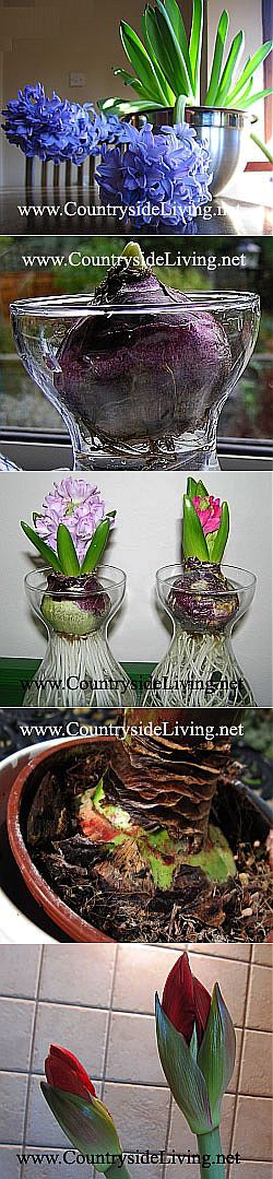 Выгонка луковичных цветов. Выгонка луковиц гиацинта, тюльпана, нарцисса